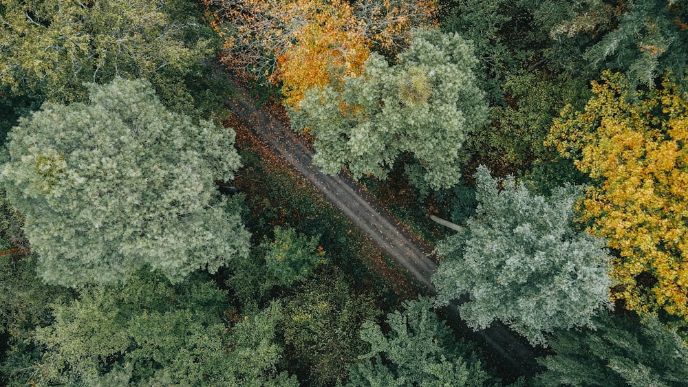 a winding road through a forest