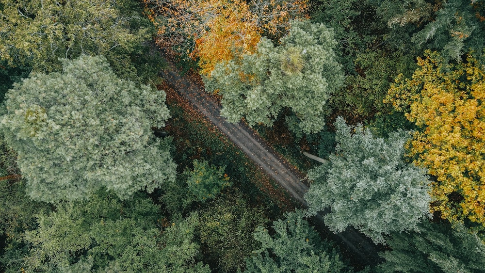 uma estrada sinuosa através de uma floresta