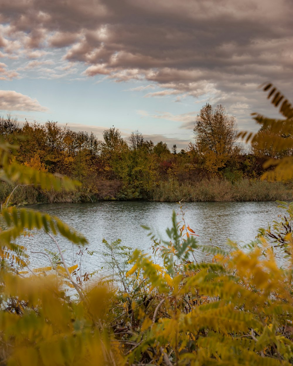 a body of water surrounded by trees