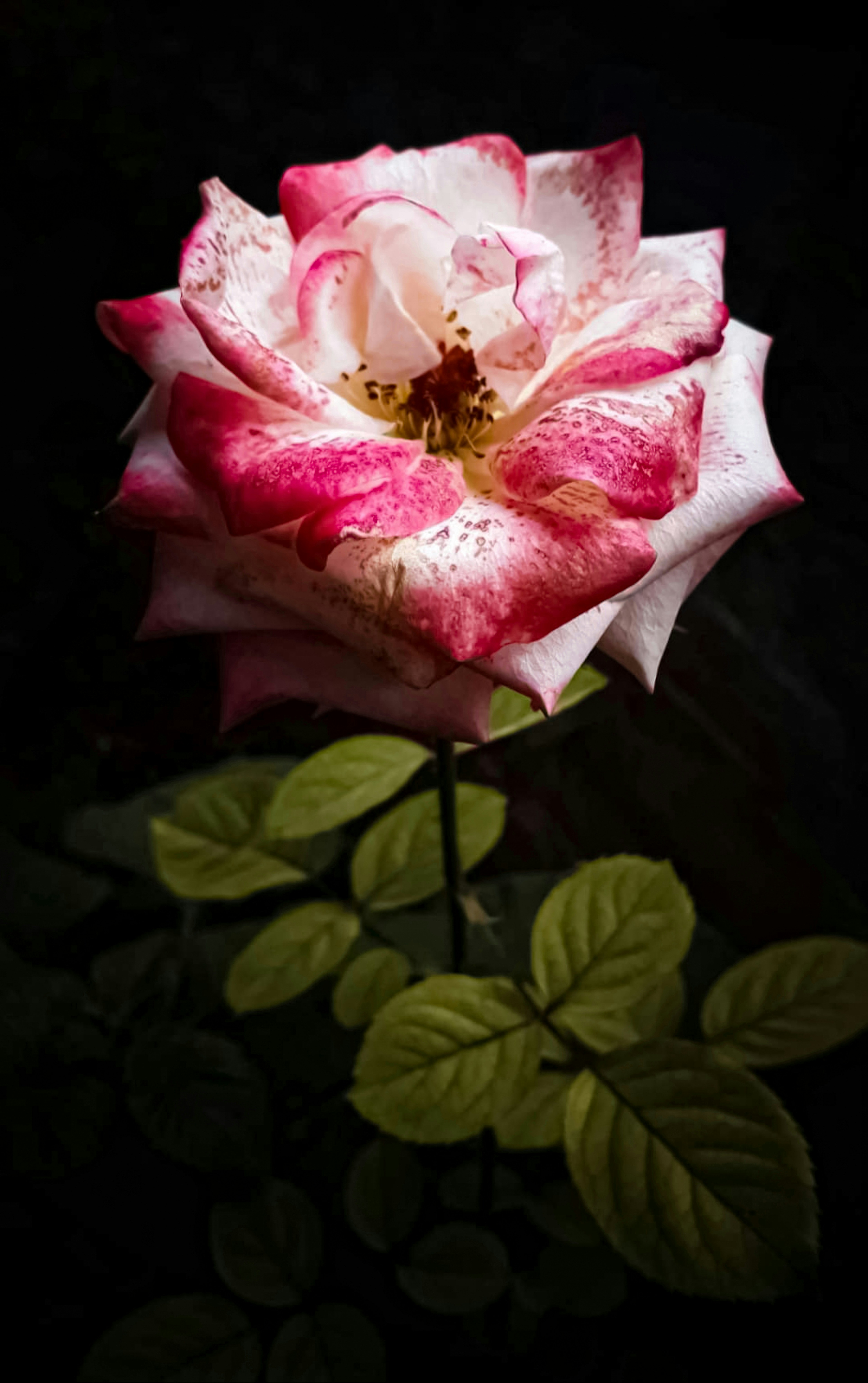 Photo by alexabhi