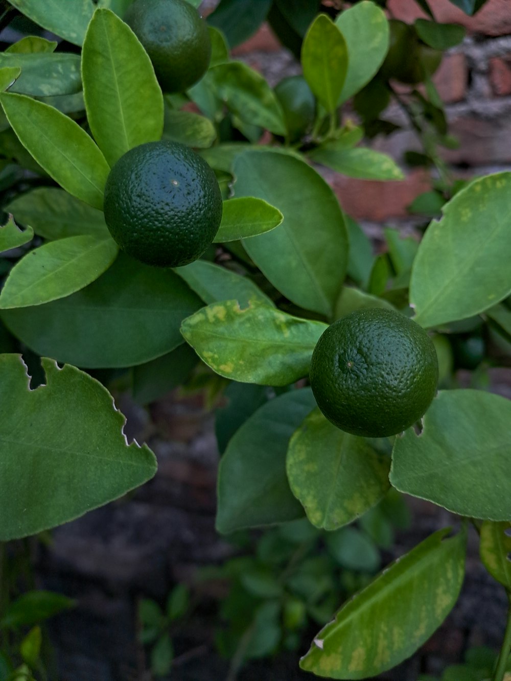 a group of green fruits on a plant