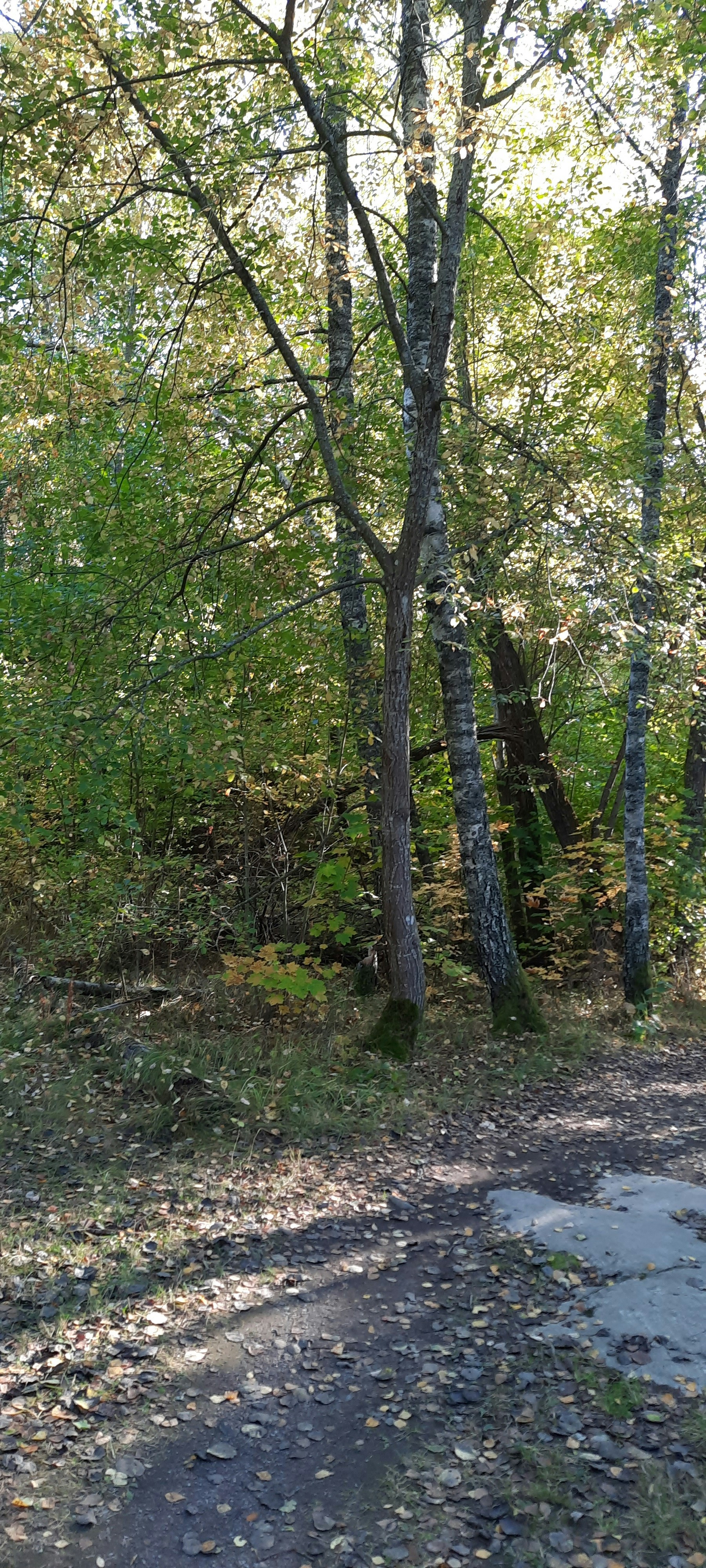 Photo by blommanflowor