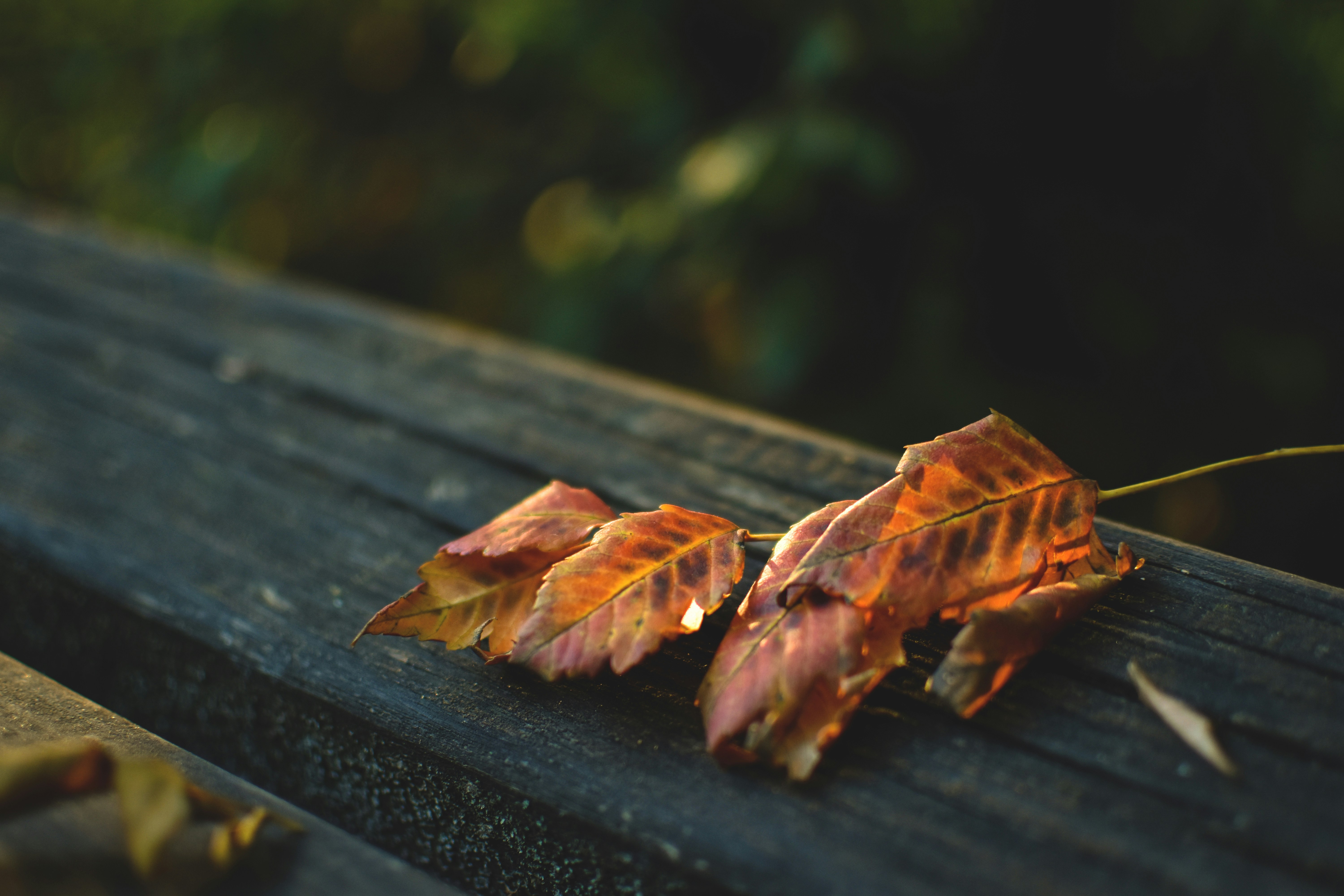 나무 표면에 나뭇잎 그룹