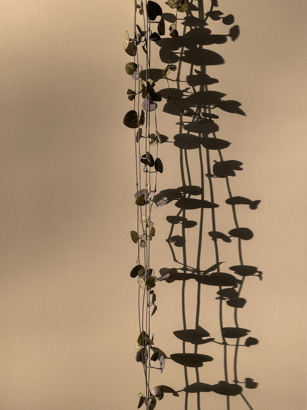 una planta con hojas