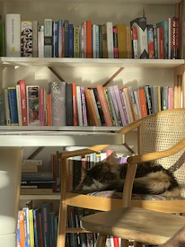 A cozy pet library corner filled with colorful books and pets lounging comfortably.