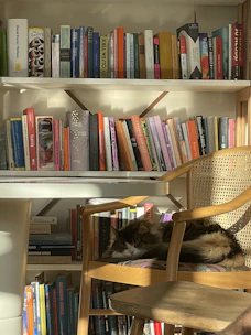 A cozy reading nook with a cat curled up next to a stack of cat-themed books.