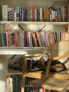 A cozy reading nook with the 'a healed cat' ebook open on a tablet.