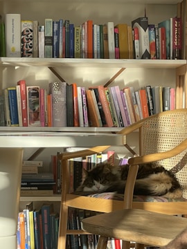 A sunlit cozy corner featuring a comfortable armchair, wooden shelves filled with books, and a soft rug.