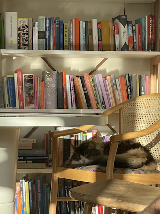 A cozy reading nook with a cat curled up next to a stack of cat-themed books.