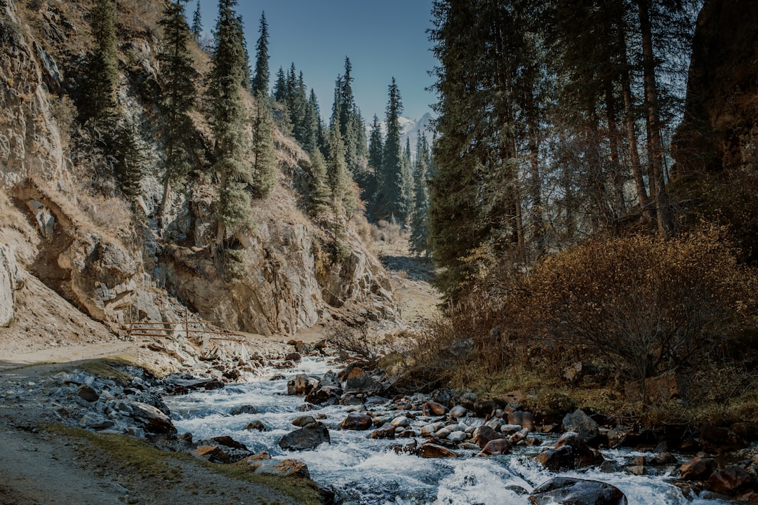 a river running through a forest, Kyrgyz Nature