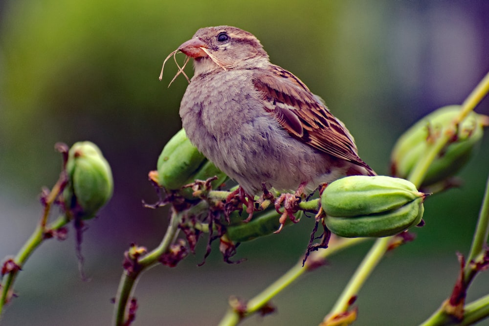 a bird sitting on a branch