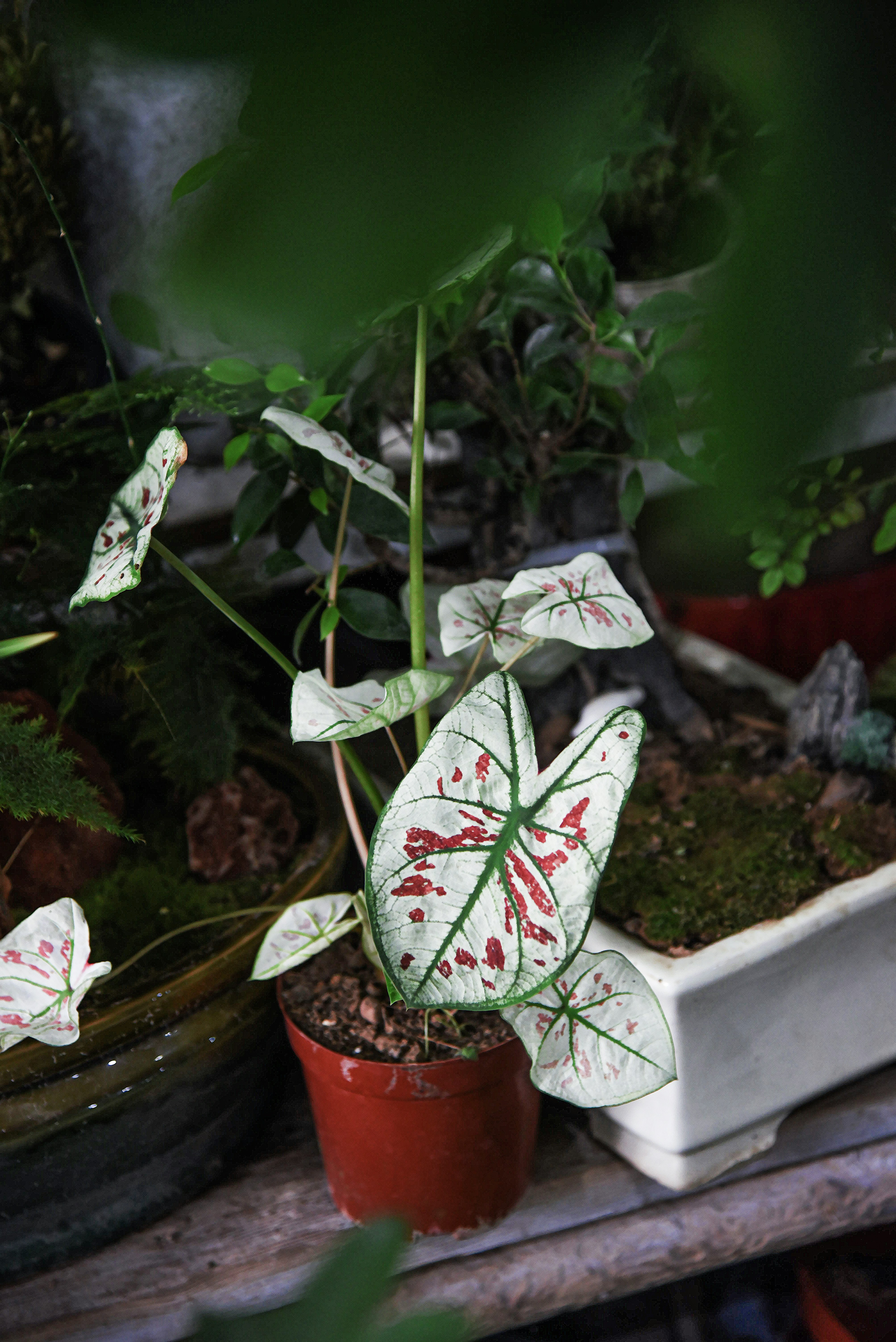Каладіум — Caladium bicolor