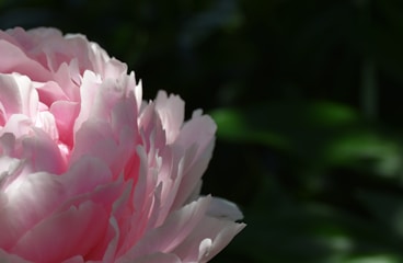 a close up of a flower