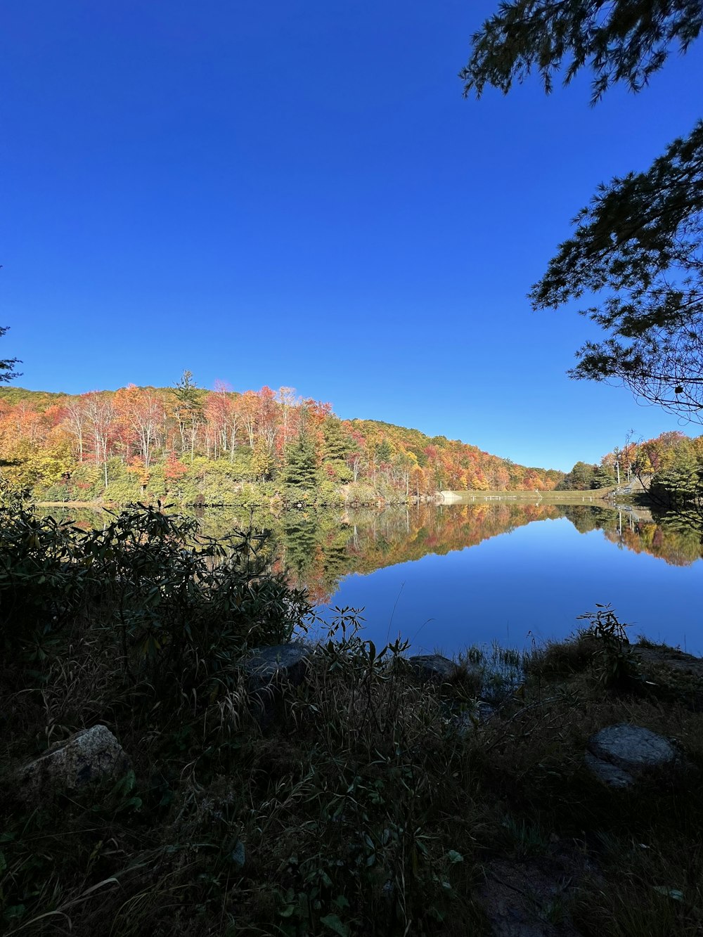 un lac entouré d’arbres