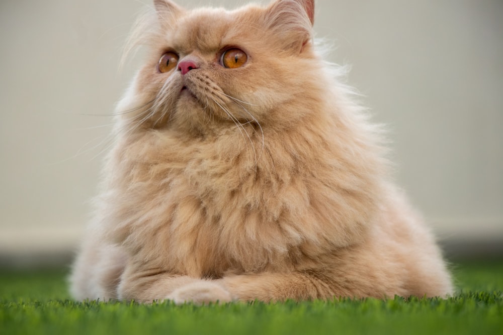 a cat sitting on a green surface