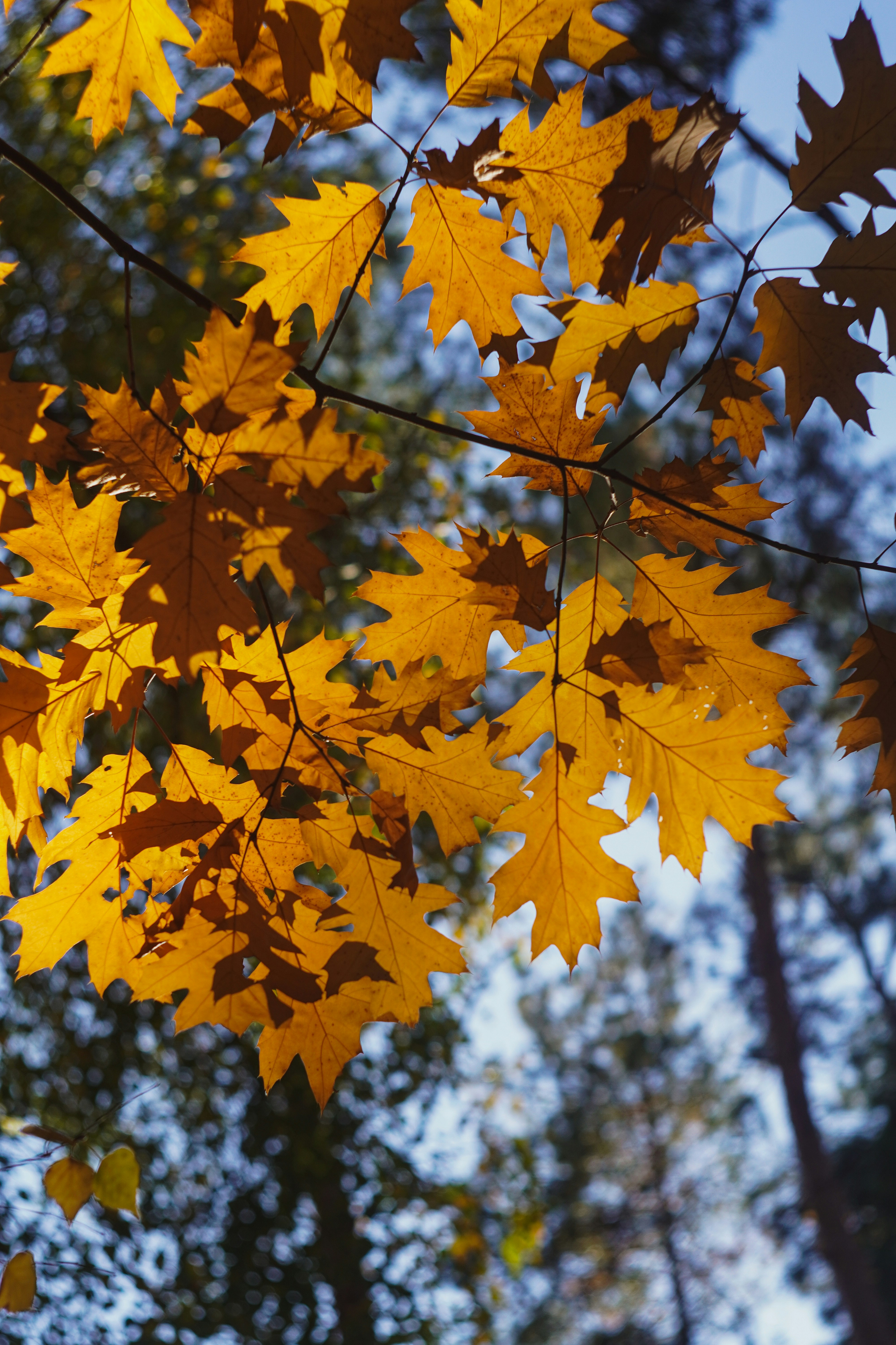 Photo by suleymanovae