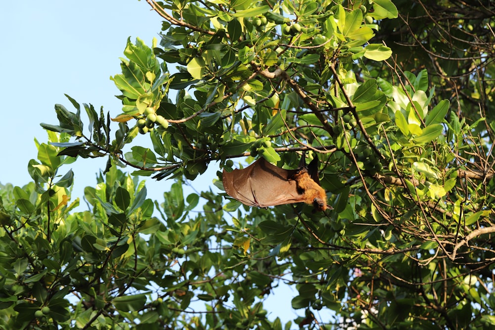 Un chat dans un arbre