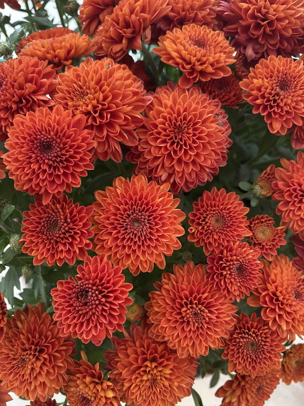 a group of orange flowers