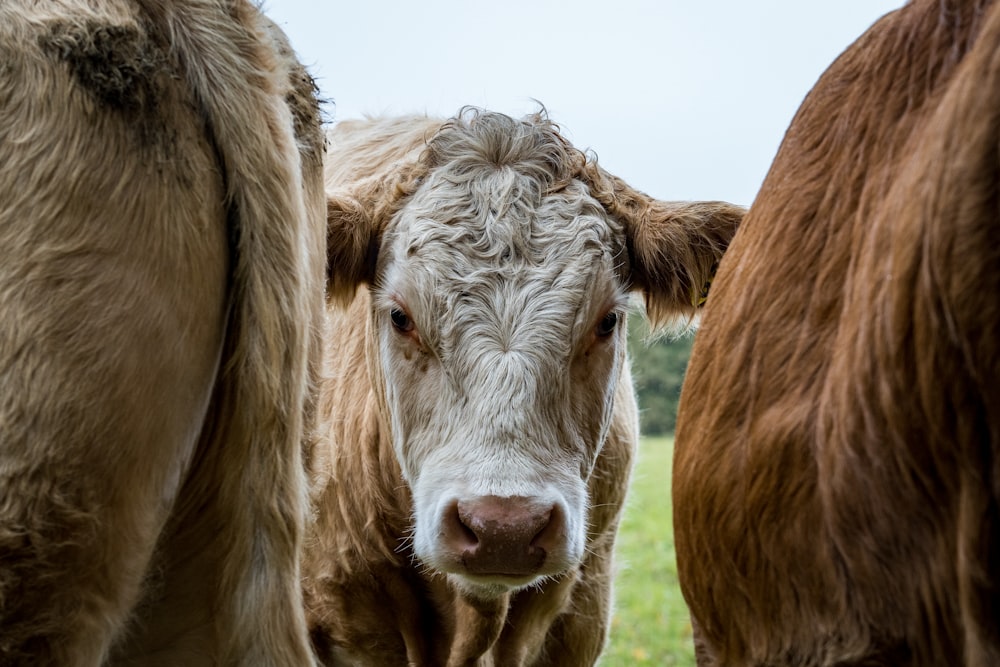 a couple of cows