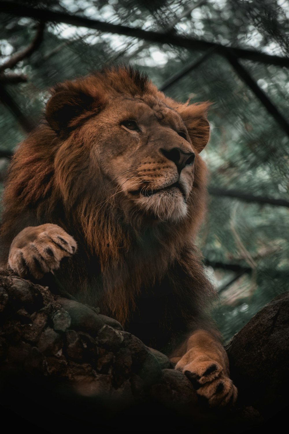 a lion lying on a rock