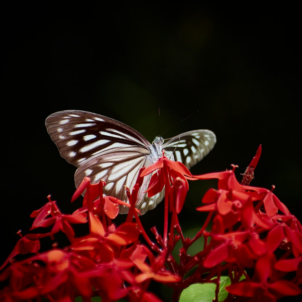 Ein Schmetterling auf einer Blume