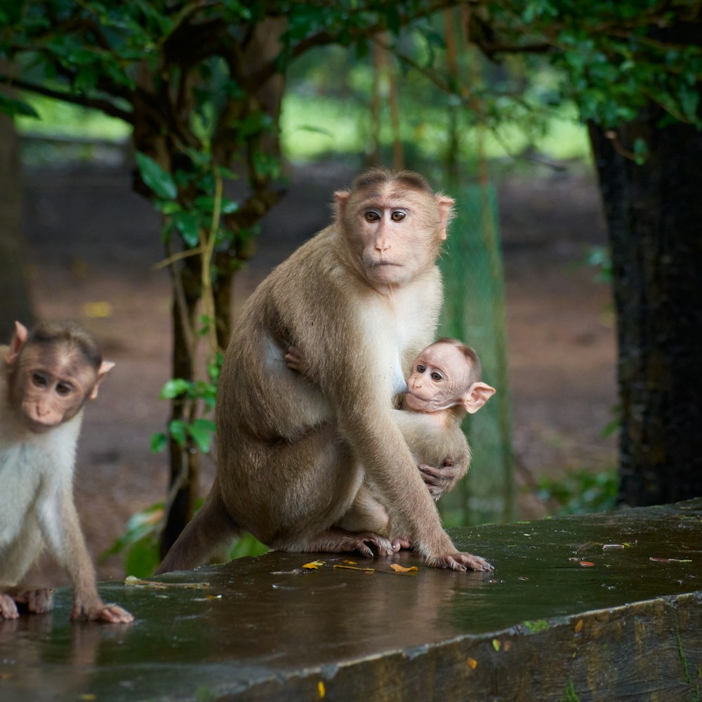 a group of monkeys sitting on a ledge