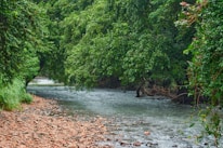 a river with trees on the side