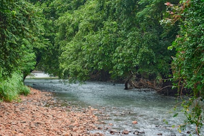a river with trees on the side