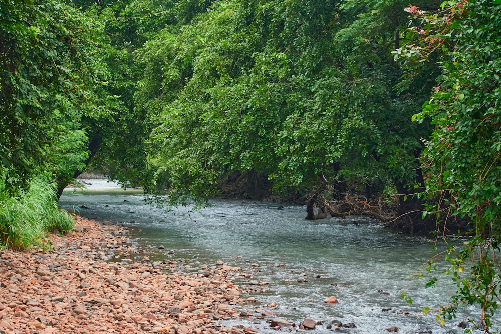 a river with trees on the side