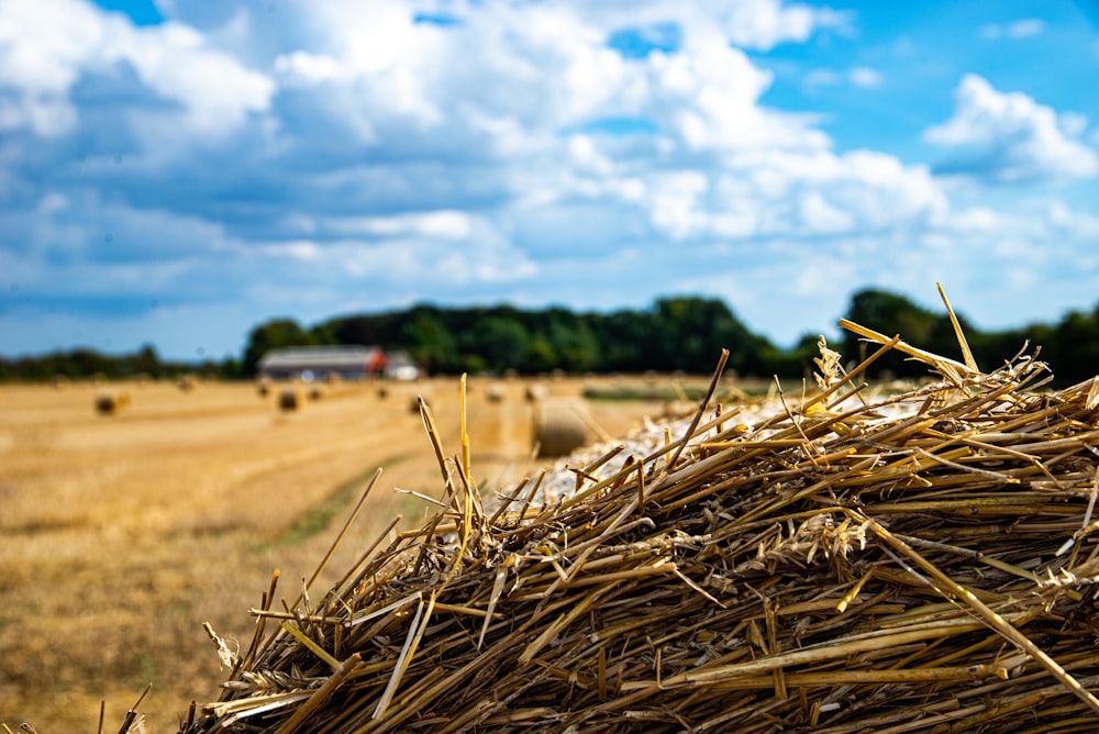 a field of wheat