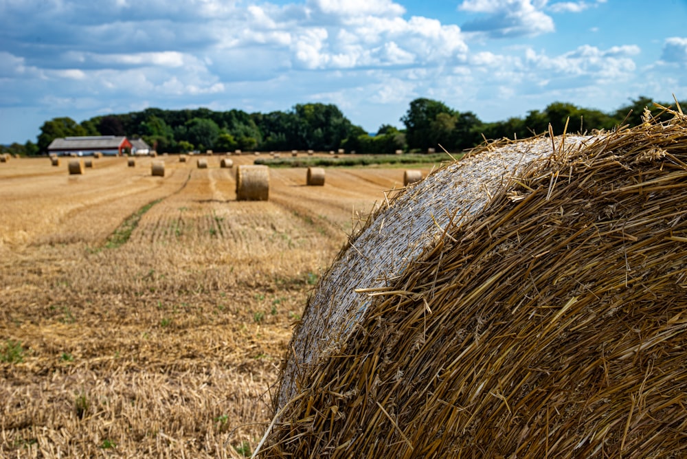a field of hay
