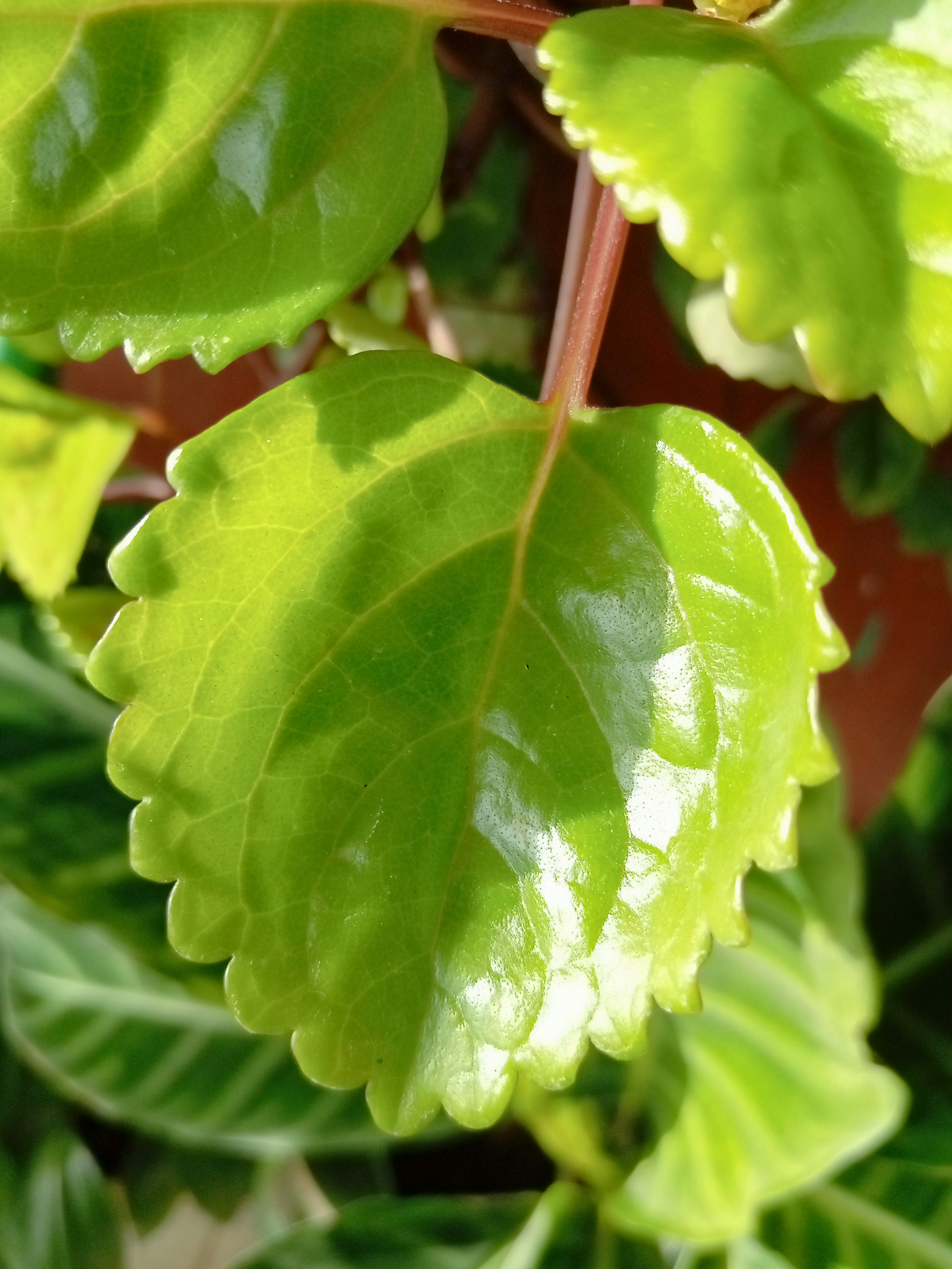 un primo piano di una foglia