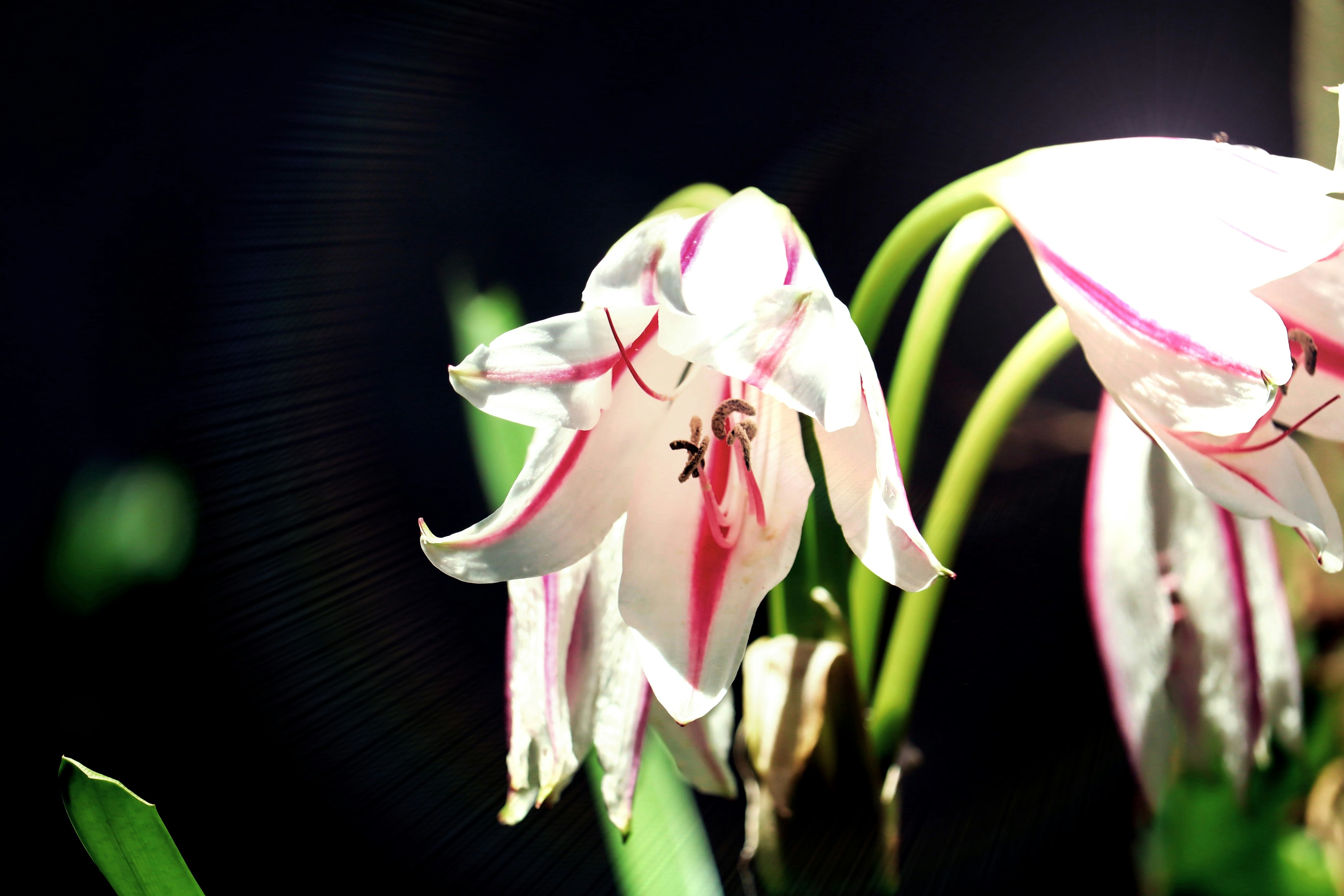 Photo by hicarodecastro