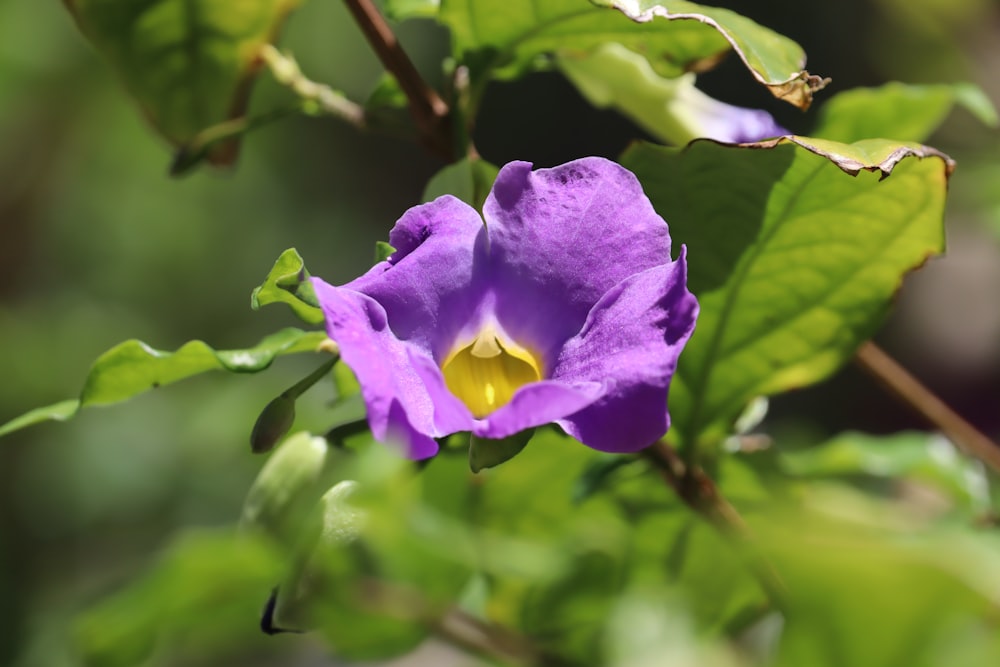 a purple flower on a plant