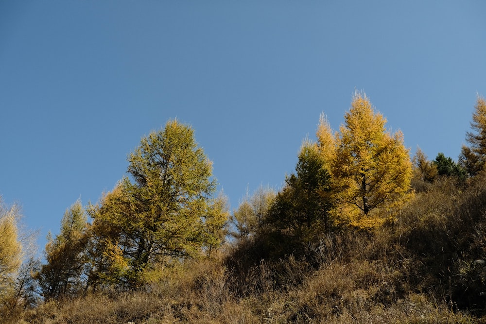 a group of trees