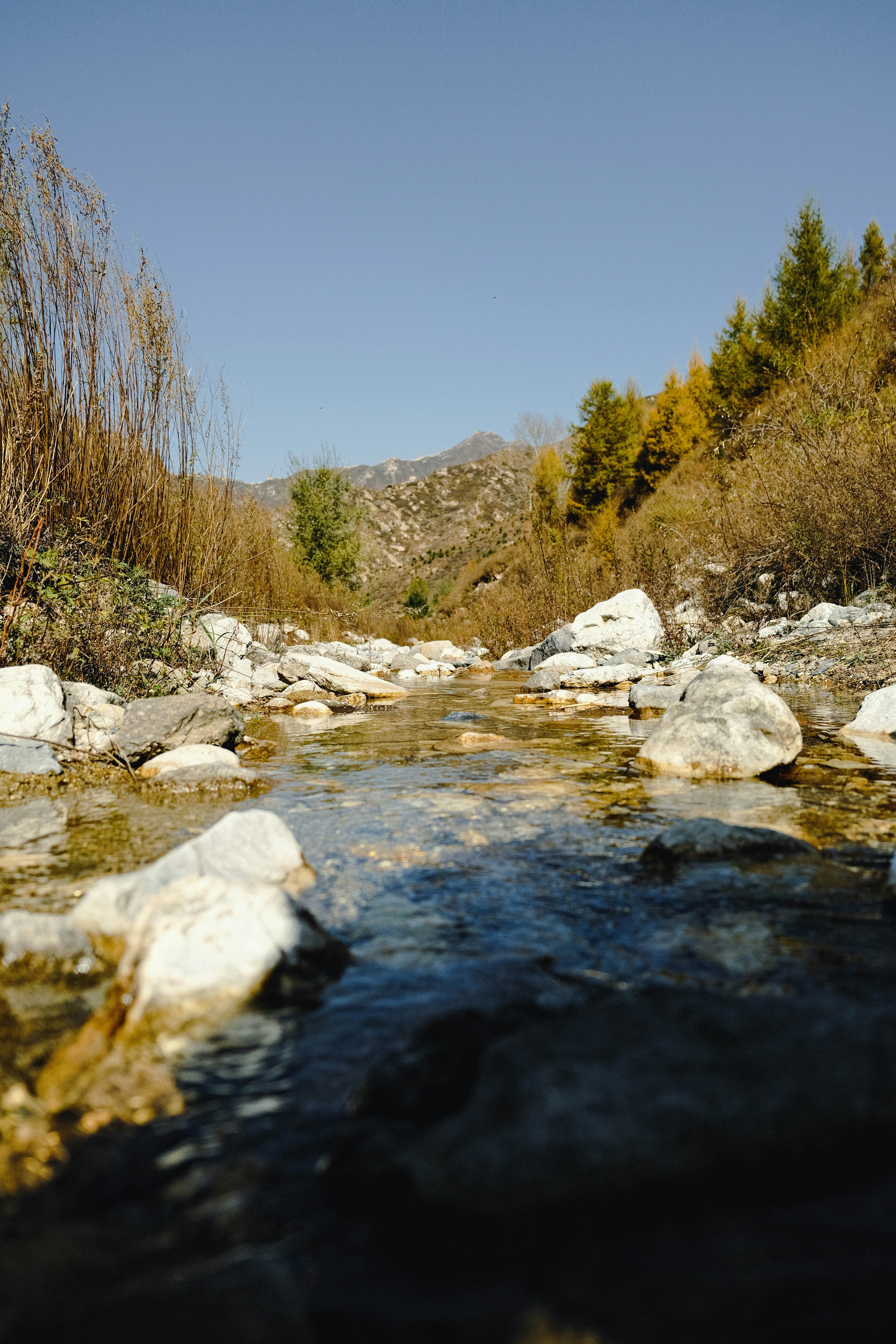 a river with rocks and trees