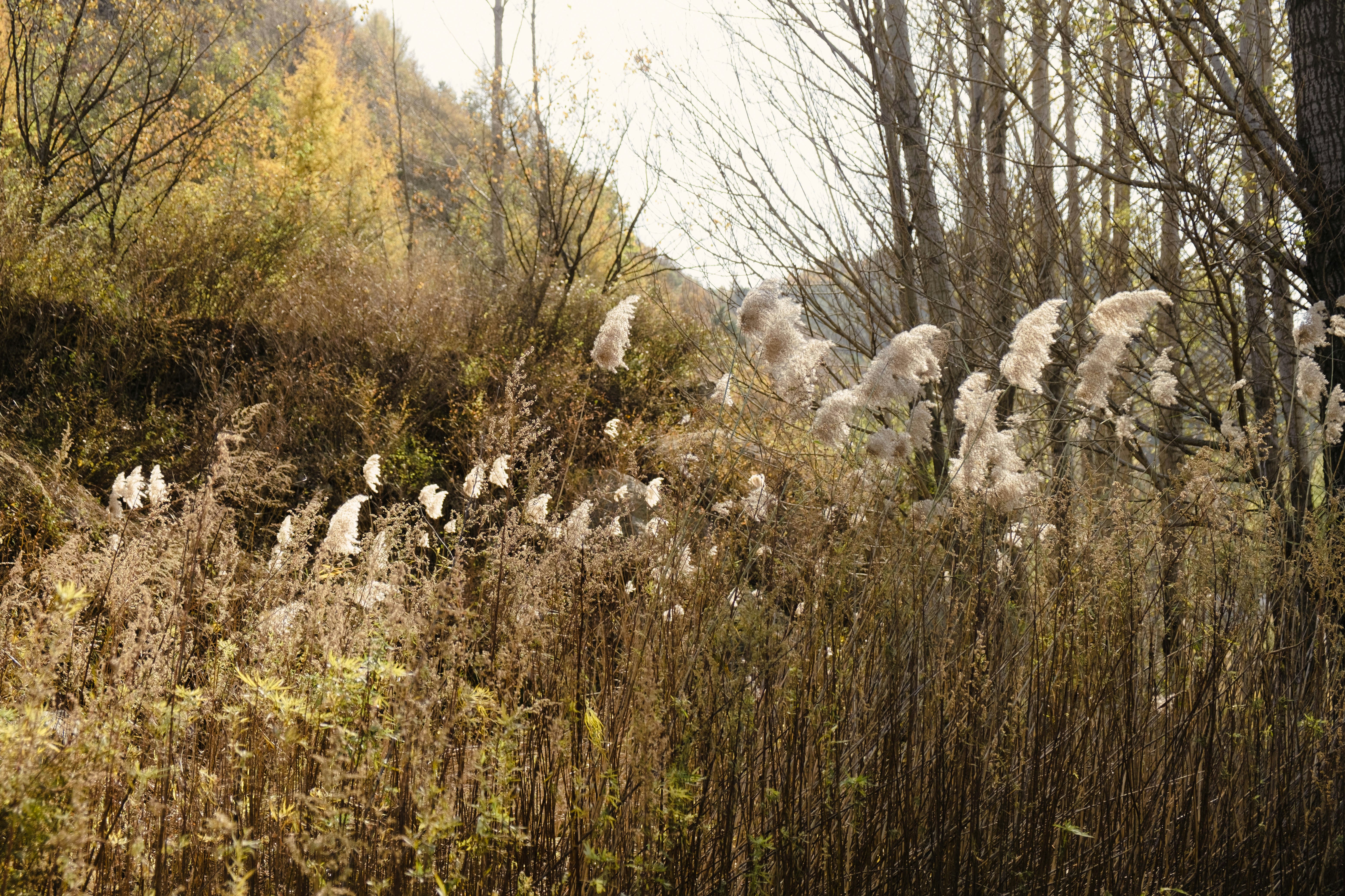 a group of white birds in a forest