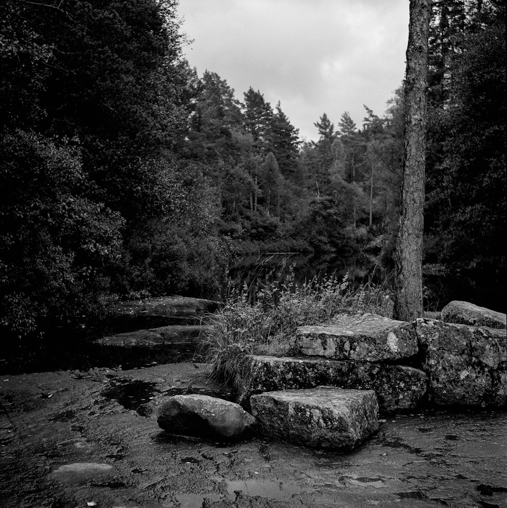 a black and white photo of a forest with trees