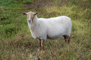 A sheep with creamy white wool and brown legs stands in a grassy field. The surrounding grass is green and slightly overgrown, indicating a natural and wild setting.
