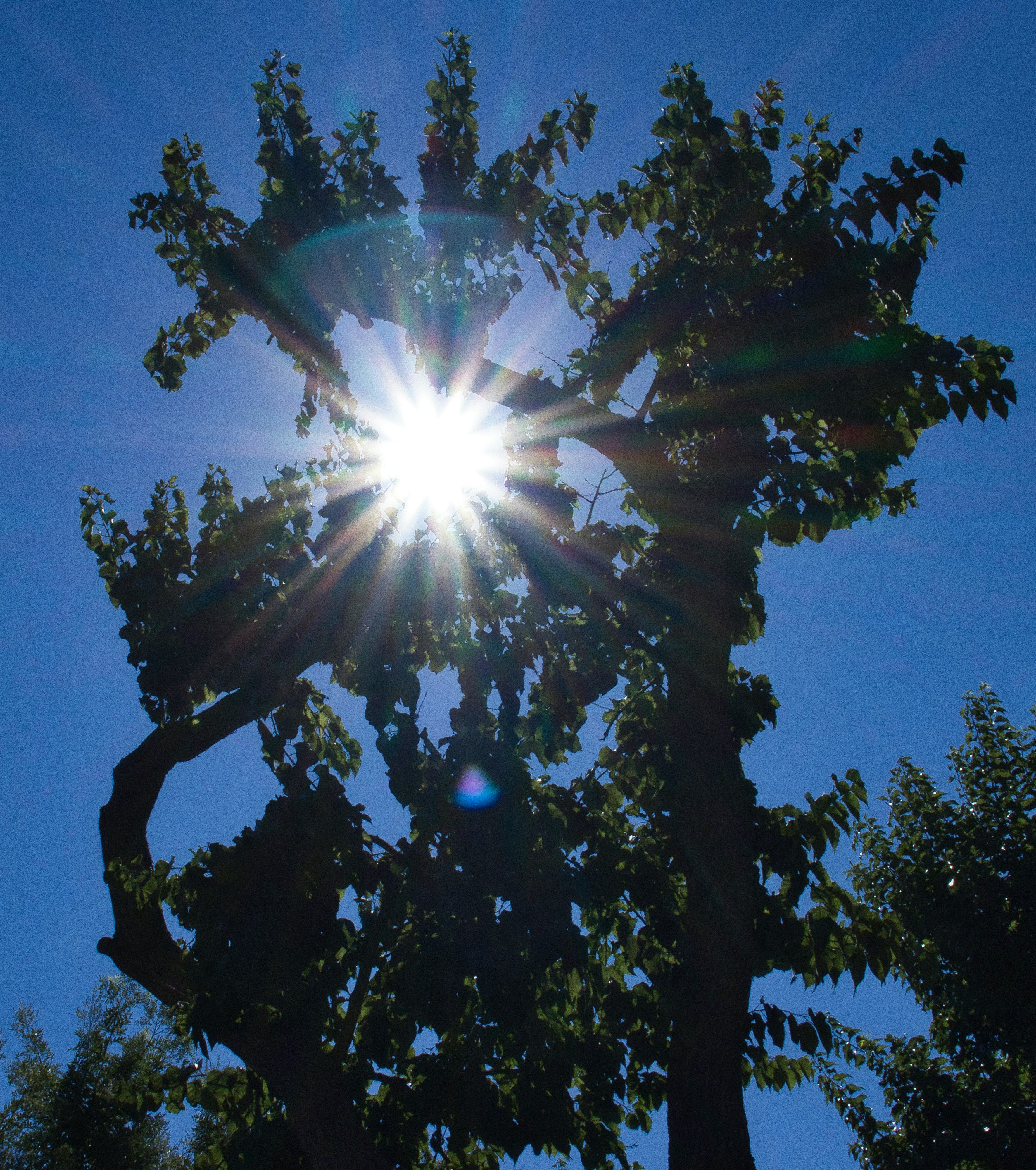 Tree Sun Pictures | Download Free Images on Unsplash