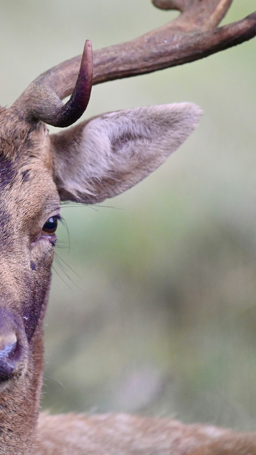 a close up of a deer