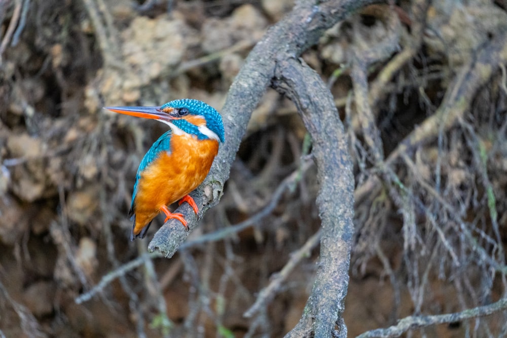 a bird sits on a branch