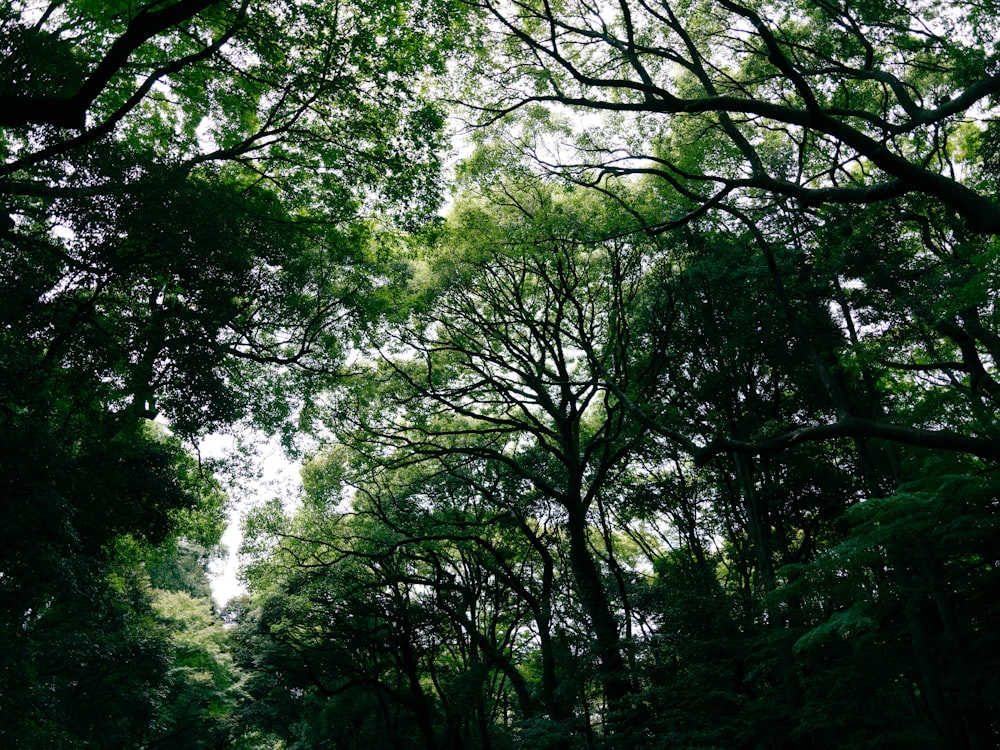 a forest of trees