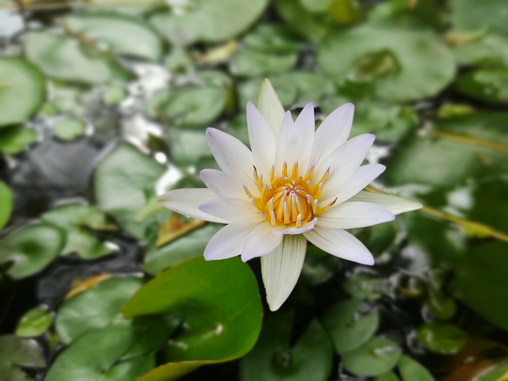 a white flower surrounded by green plants