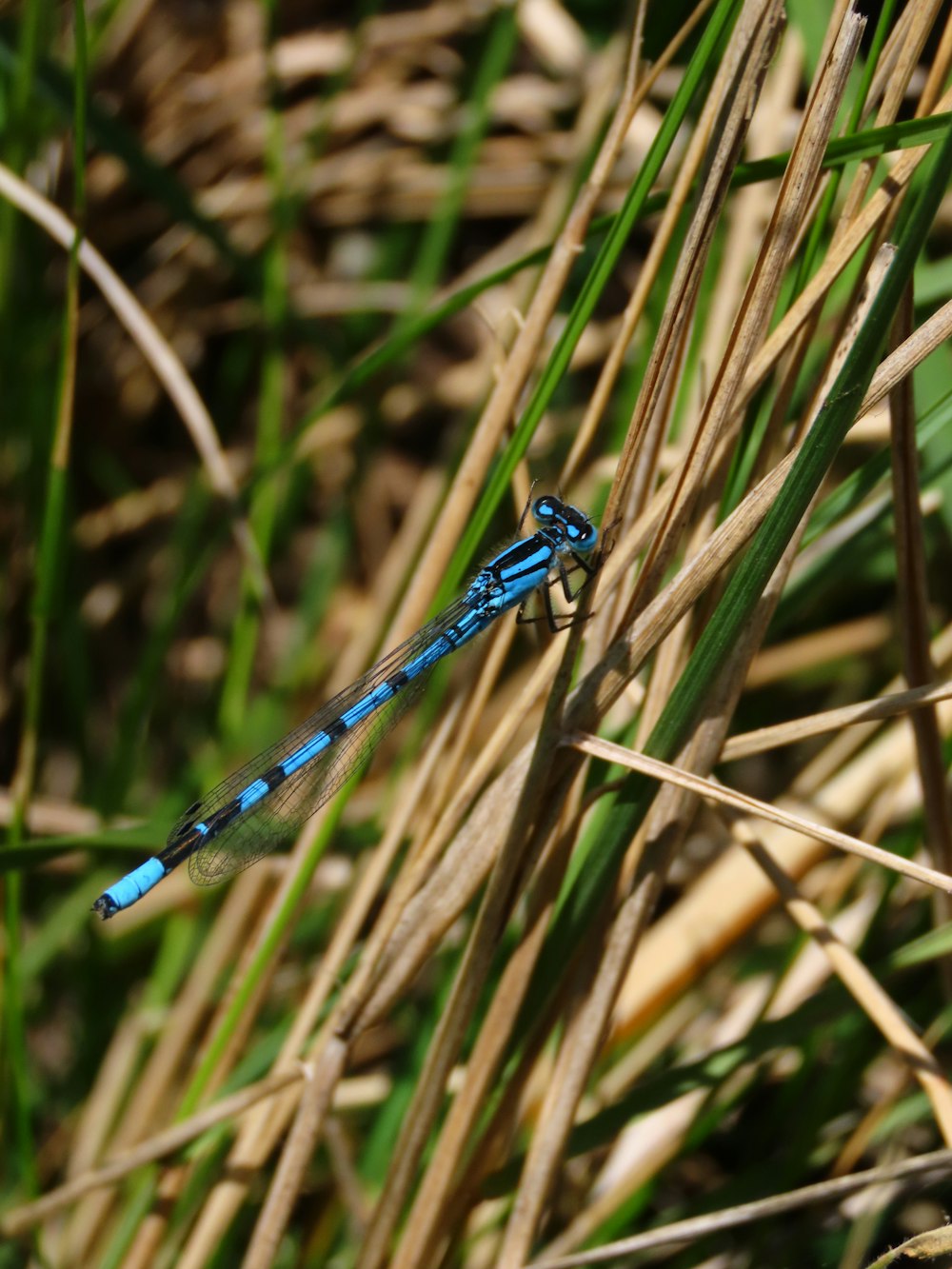 a blue and black dragonfly on grass