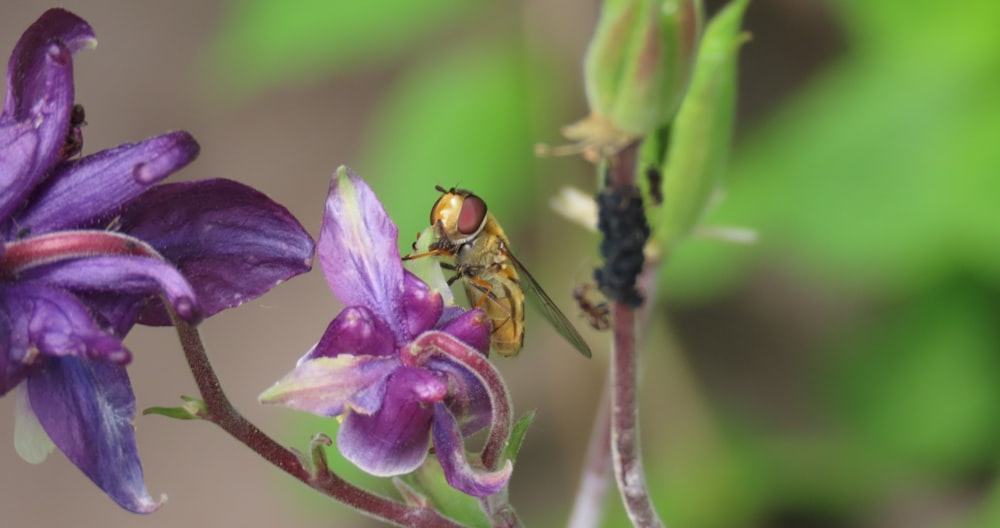 a bee on a purple flower