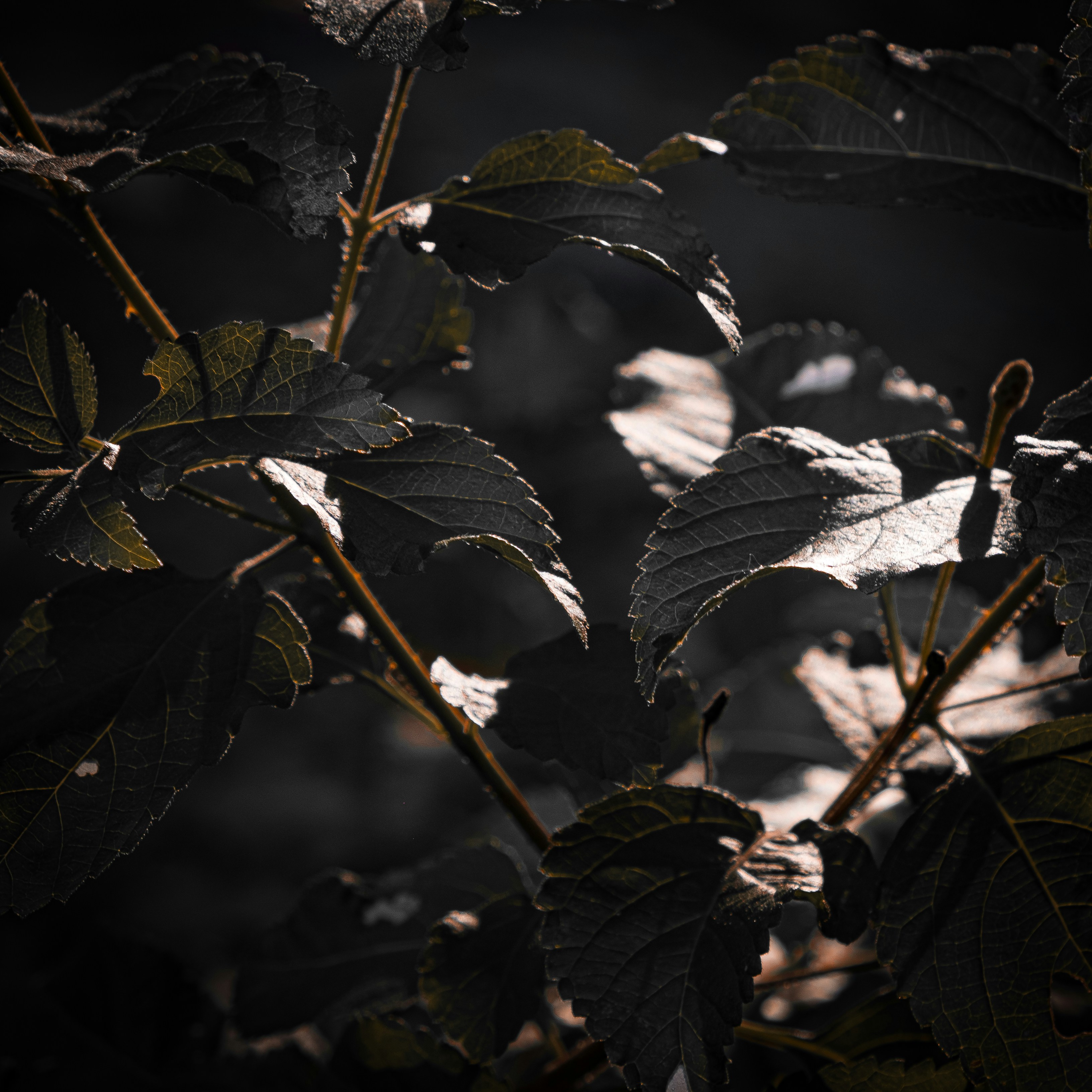 gothic wallpaper dark, wallpaper, Vampire Crafts for Adults: Spooky & Stylish DIY 2