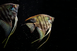 a couple of fish swimming in water