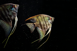 a couple of fish swimming in water