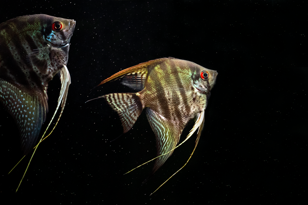 a couple of fish swimming in water